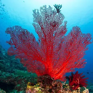 Inada *** Ksamil